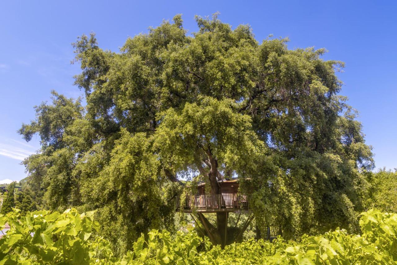 Chateau De Valmer La Croix-Valmer Zewnętrze zdjęcie